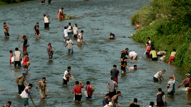 Peserta tradisi lubuk larangan_berlomba-lomba menangkap ikan di sungai - Dok. Kompas TV