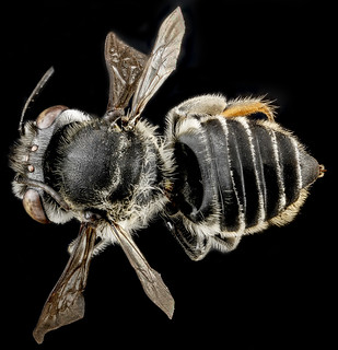 Megachile parallela, F, back, Tennessee, Haywood County_2013-01-22-14.40.02 ZS PMax