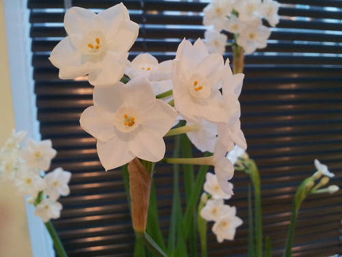 Office Paperwhites