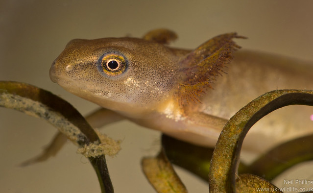 smooth newt tadpole 3