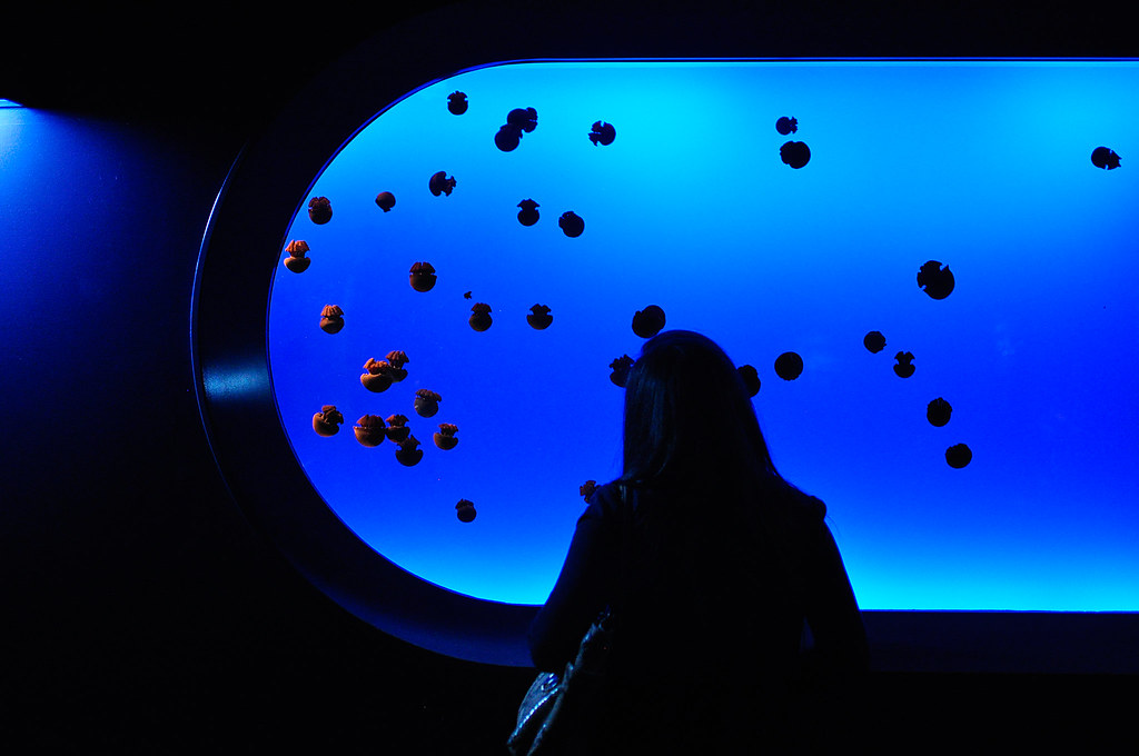Osaka Aquarium Jellyfish