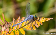 dragonflies: other