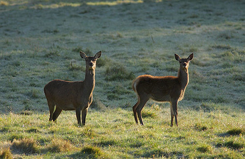 Backlit Deer Hinds by Paul Miguel