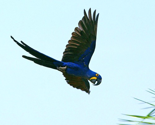 Hyacinth Macaw by masaiwarrior