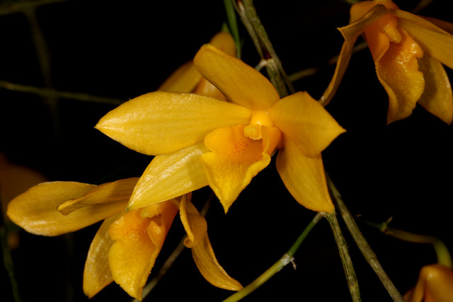 Dendrobium hancockii 2012-10-08 01