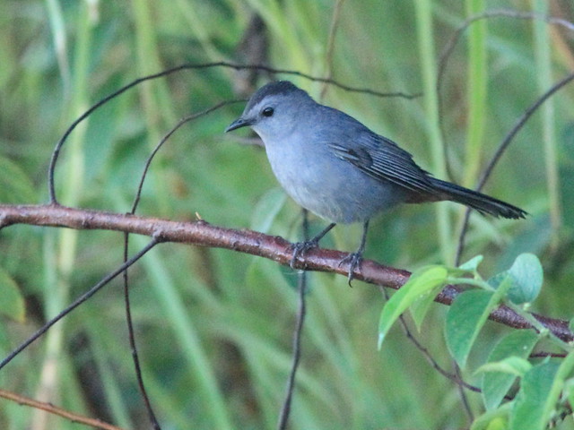 Gray Catbird 20121020