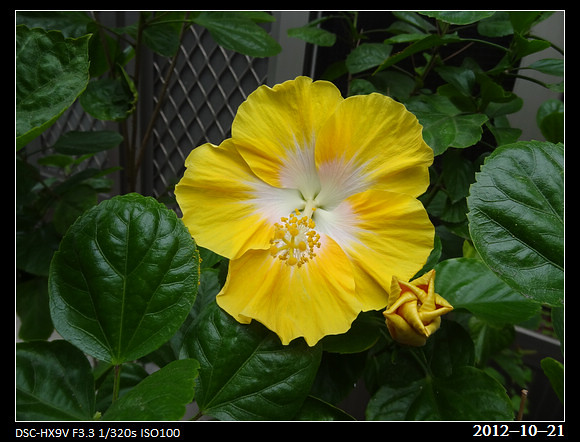 20121021_Flower1