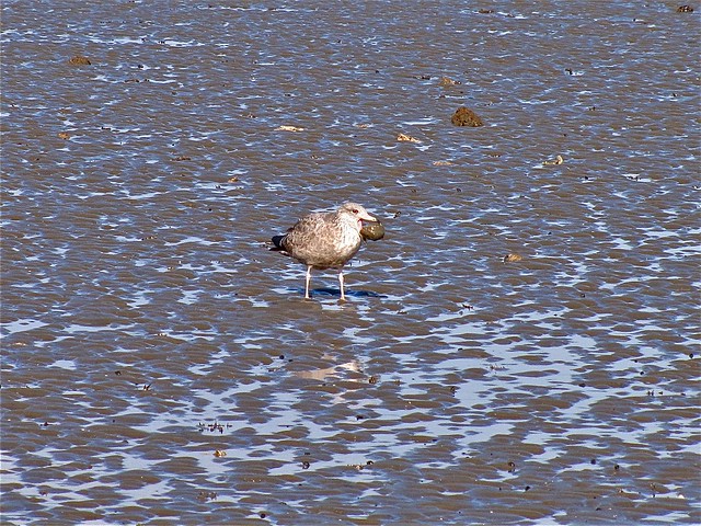 Ring-billed Gull Seen from the Lighthouse Trail at Fort Pulaski 01