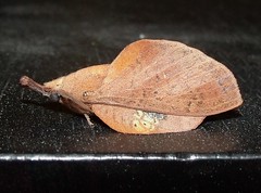 Lappet Moth (Gastropacha pardale)