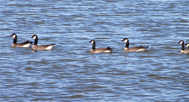 Richardson's Cackling Geese at Gridley Wastewater Treatment Ponds 01