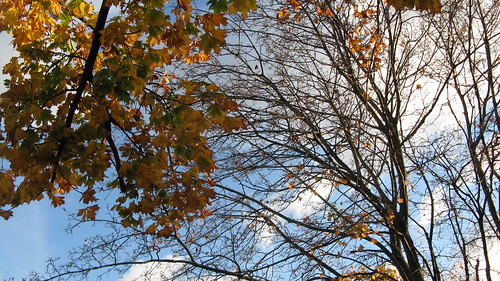 Looking up at the autum leaves and sky.  Elmwood Park Illinois.  Late October 2012. by Eddie from Chicago