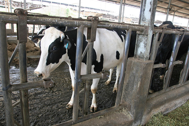 Friesian Holstein cows