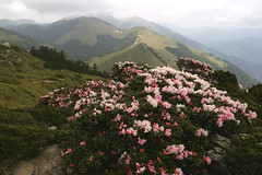 玉山杜鵑&高山杜鵑擁有錦簇的花容，雄據坡面的開花景象映照 著遠方的山巒，令人一見難忘，它的盛開也代表著春臨台灣高海拔山區。 攝影：蔡桉浩