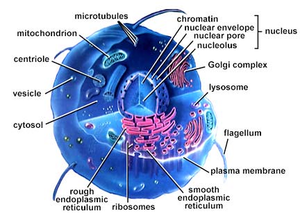 eukaryotic-cell-structure-diagram-858