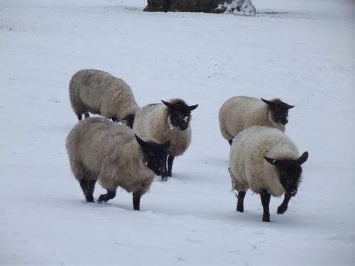 Snowy sheep