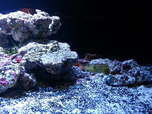 Tiny cuttlefish