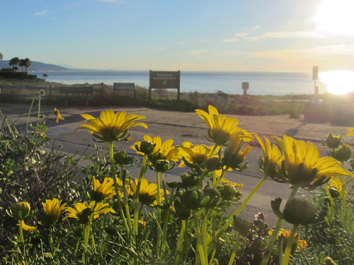 coreopsis at point dume