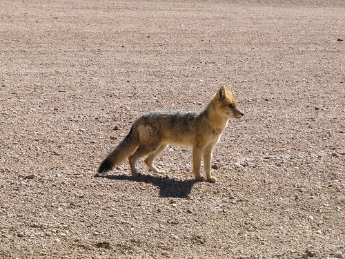 Le Sud Lipez: un renard des sables