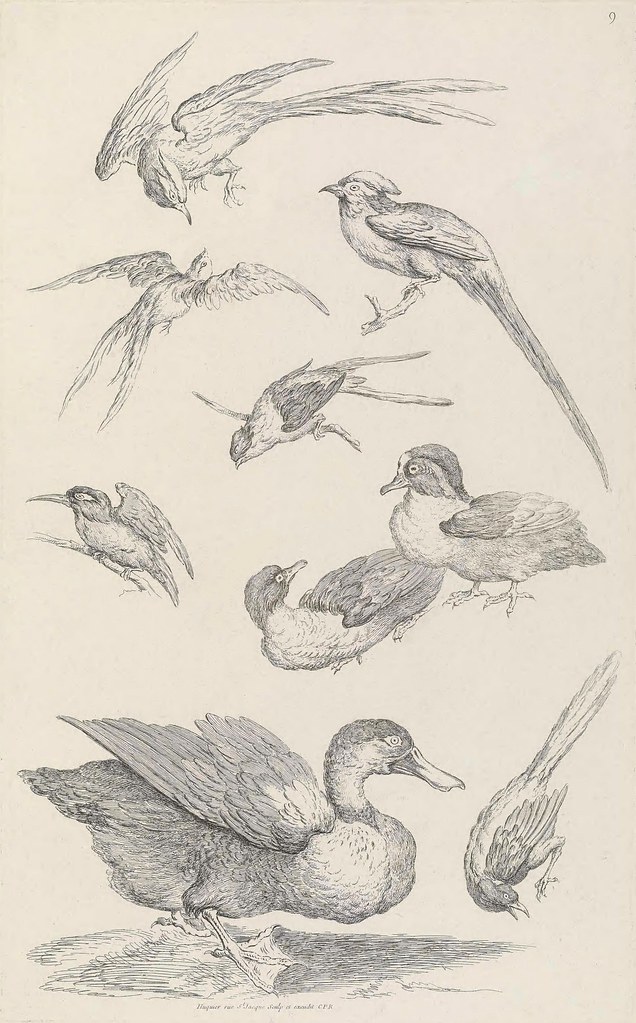Chinese bird engravings by G Huquier 1730s (BHL)