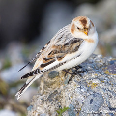 snow buntings and longspurs