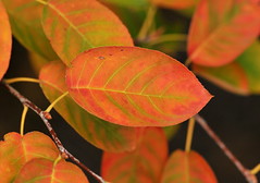 Fall Arriving @ The High Line 2012-10-14