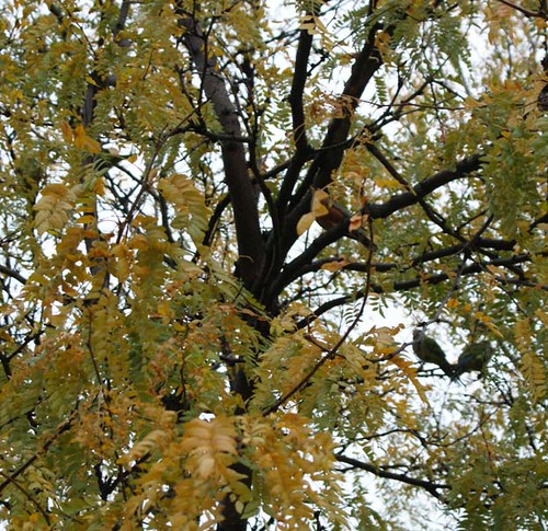 wild parakeets in Hyde Park on the campus of The University of Chicago