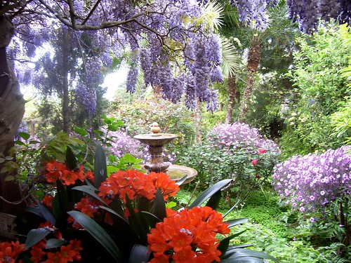 pat's wisteria & clivia & fountain