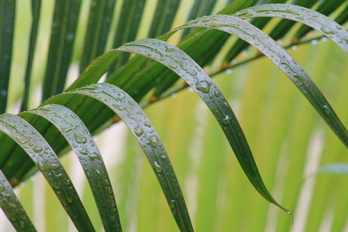 raindrops on the palm tree leaves