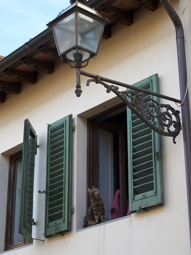 Cat looking at lantern - Costa San Giorgio, Firenze