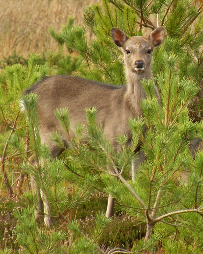 Sika Deer  - Arne RSPB Reserve by DougRobertson