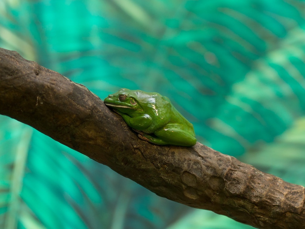 Emerald Tree Frog