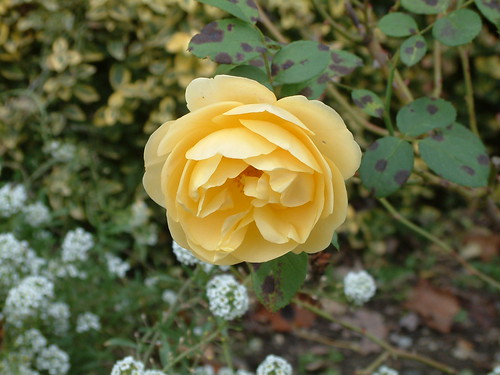The Rose. by Sunshine Gorilla