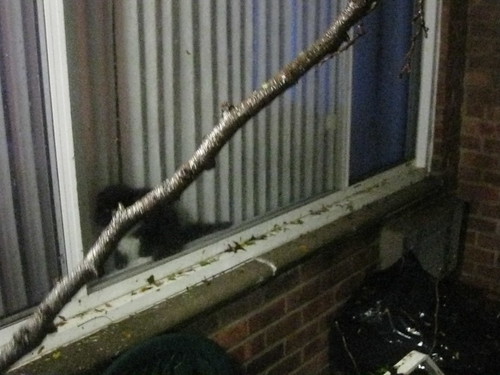 Hurricane Sandy: Cat in Window