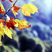 Burcina Foliage 2012 23