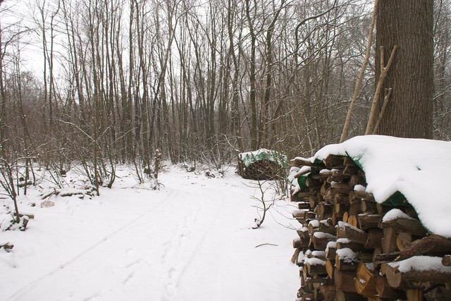 DSC_5537 logs and snow in the woods