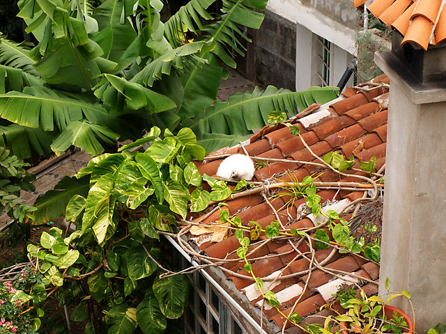 Cat on a Hot Tile Roof, San Abad, Buenavista del Norte, Tenerife