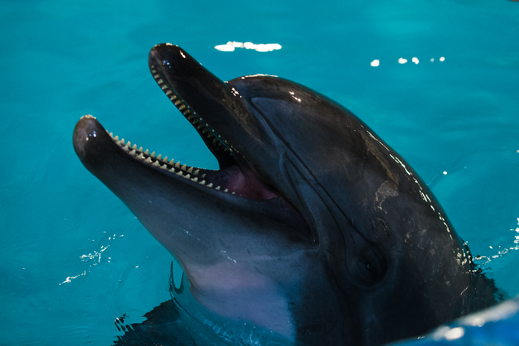 Дельфинарий  в Новосибирске, фото