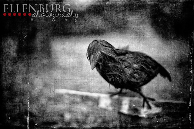 FB 121018 bird-02manhatburn bw