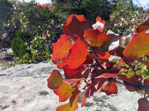 Here’s a leaf you may find on your adventure. This beautiful collection of leaves on the branch of a blackjack oak (Quercus marilandica) shows how the red coloration is revealed as the sugars of the green chlorophyll is absorbed into the tree as it prepares for the cold of winter. Photo courtesy: Larry Stritch