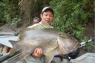 Possibly a world record papuan black snapper?