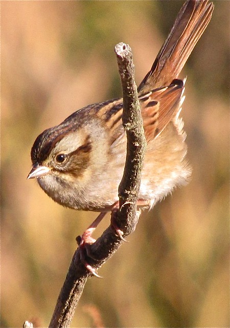 Swamp Sparrow at Evergreen Lake in McLean County, IL 01
