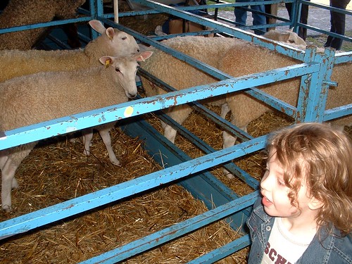 ny sheep and
wool 2012 7