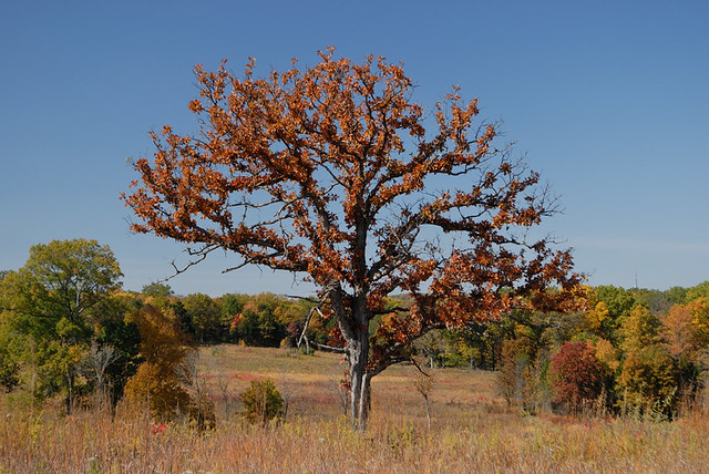 Shaw Nature Reserve (the Arboretum), in Gray Summit, Missouri, USA - lone tree