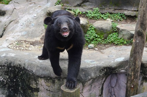 臺灣黑熊在許多原住民傳說中都擁有崇高的形象及地位。攝影：呂軍逸。