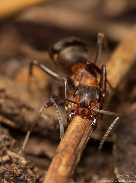 wood ants - Formic rufa 4