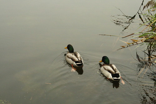 Ducks in the Thames