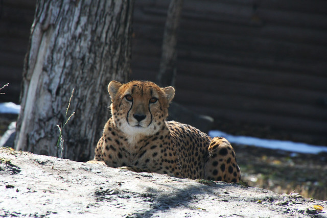 Cheetah at the Denver zoo