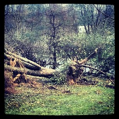 Both #weepingwillow #trees destroyed by #Sandy  #newhampshire #storm #damage #unhappy #sad