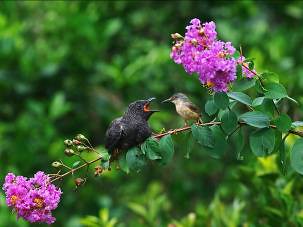 圖/郭耿光先生提供-- 社團法人台北市野鳥學會  回應和最愛