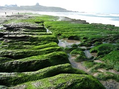 新北市石門的老梅石槽在早春時，大量附生在礁岩上的石蓴將海岸線渲染 成一片碧綠。 攝影：蔡桉浩